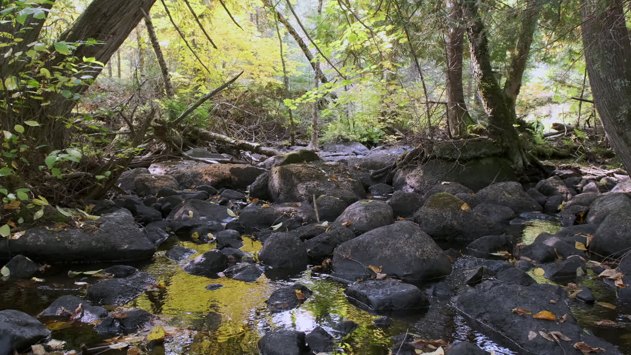 Anak Sungai Hutan Berbatu Kecil yang Tenang