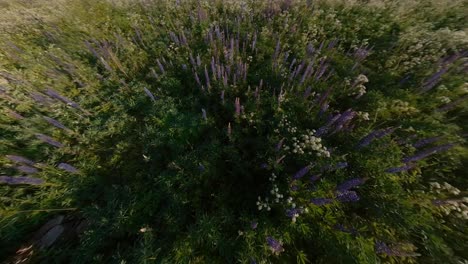 tall violet lupine bluebonnet flowers next to agriculture field illuminated by sunrise