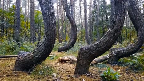 Aerial drone footage rising up in front of Crooked forest Poland weird and oddly shaped trees during a cloudy day. Forest bushes and foliage that is vibrant green is visible in the background.