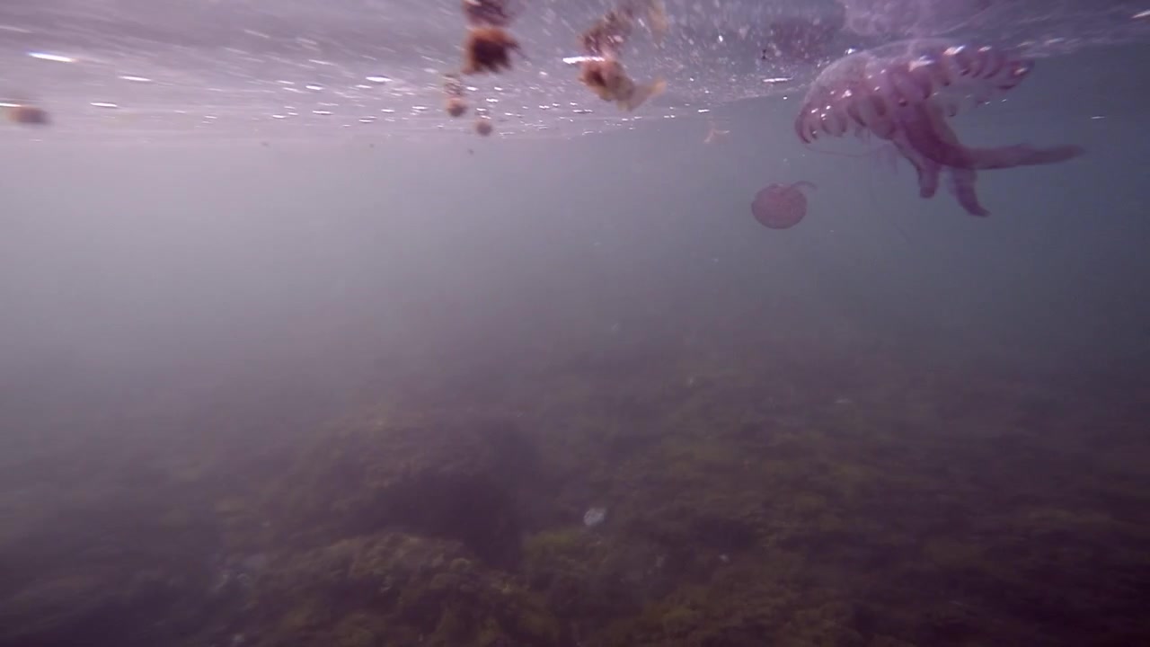 Nærbillede af undervandsoptagelse af en lyserød vandmand, der svæver i Middelhavet med naturlige solstråler, der filtrerer gennem den grønne vandoverflade ovenfra. Smukt gennemsigtigt havdyr.