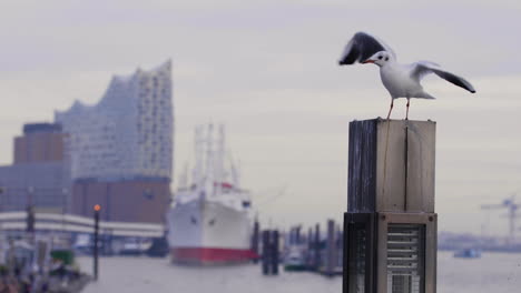 Möwe-Vor-Hamburger-Hafen-St