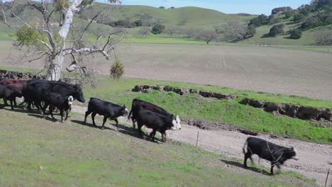 the cattle lightly run down a greenly sloped hill to keep up with the rest of the herd