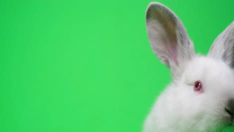 close up of beautiful fluffy white rabbit isolated on background of chromakey
