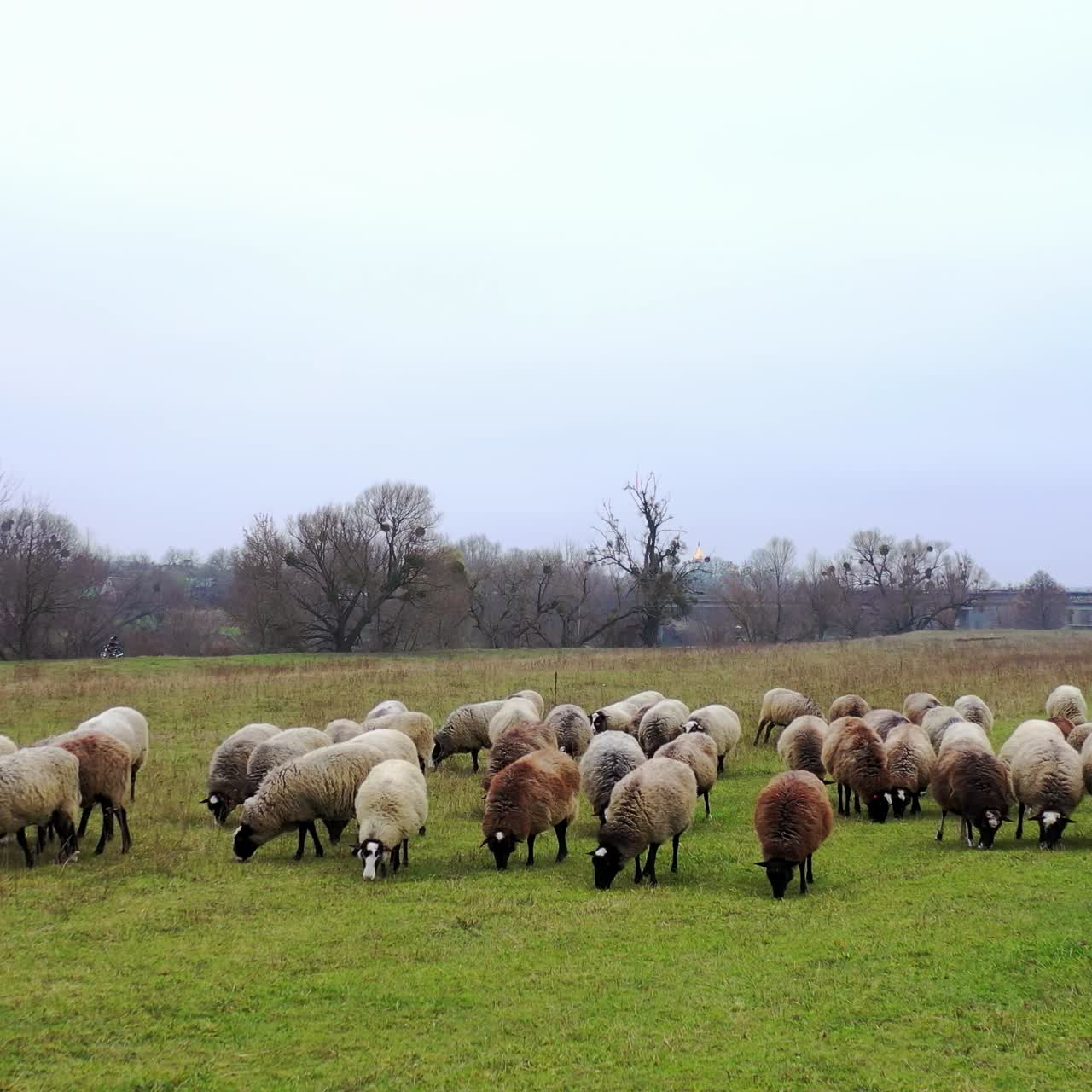 Sheep on pasture. Herd of fluffy domestic animals eating grass on field in the countryside. Farm animals on a meadow in autumn.