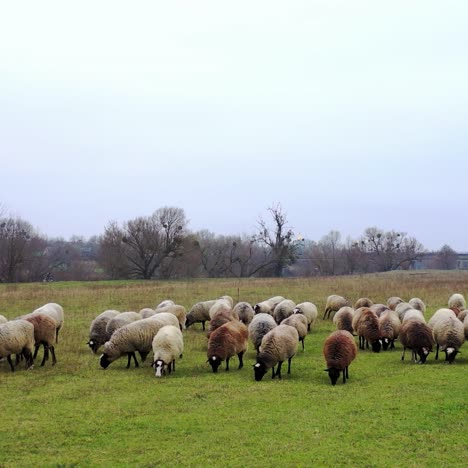 sheep on pasture. herd of fluffy domestic animals eating grass on field in the countryside. farm animals on a meadow in autumn.