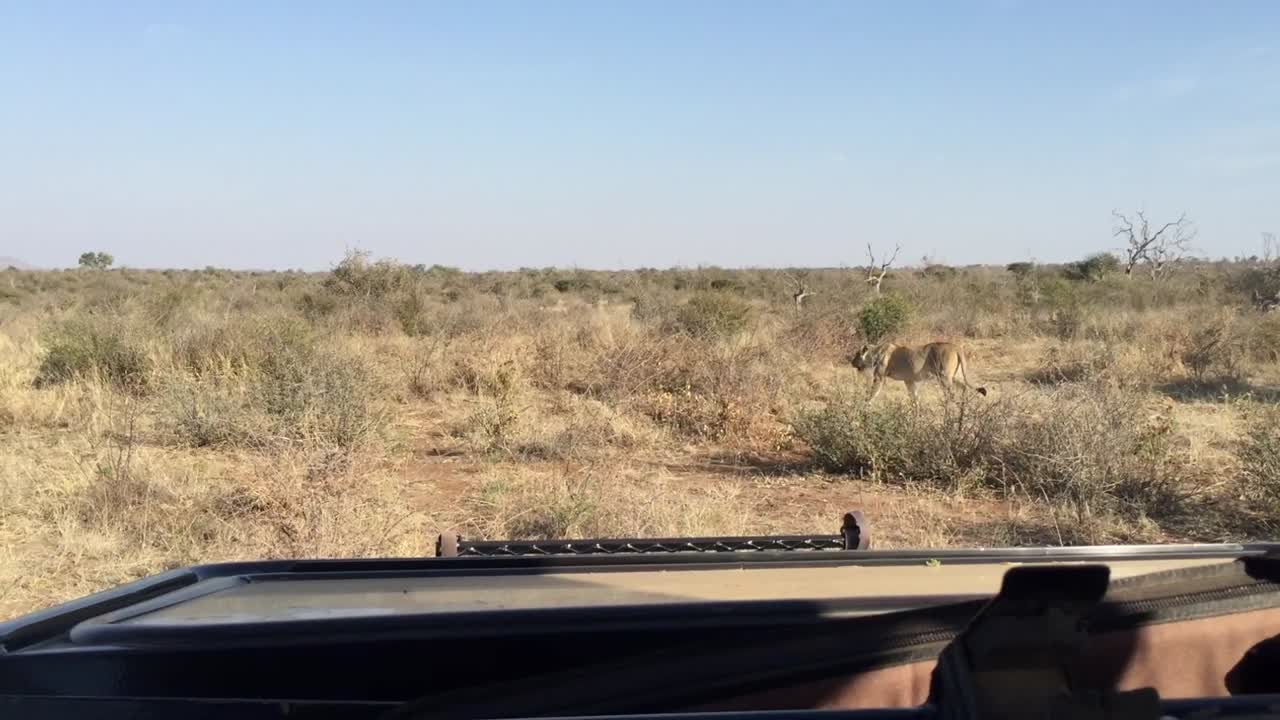 POV safari vehicle: African Lion walks in low, dry shrubs in S Africa