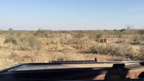 pov safari vehicle: african lion walks in low, dry shrubs in s africa