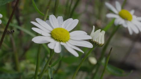 La-Bellis-Perennis-Conocida-Como-Flor-De-Margarita-Moviéndose-Suavemente-Con-El-Viento.