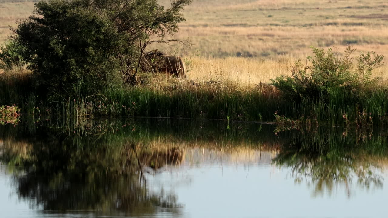 Male lion spray urine scent marking bush, view with reflection over calm water