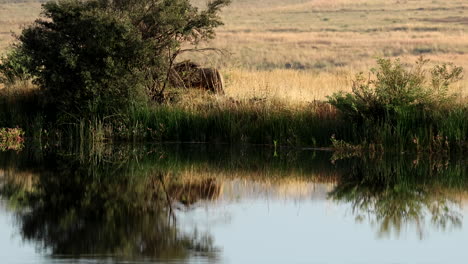male lion spray urine scent marking bush, view with reflection over calm water