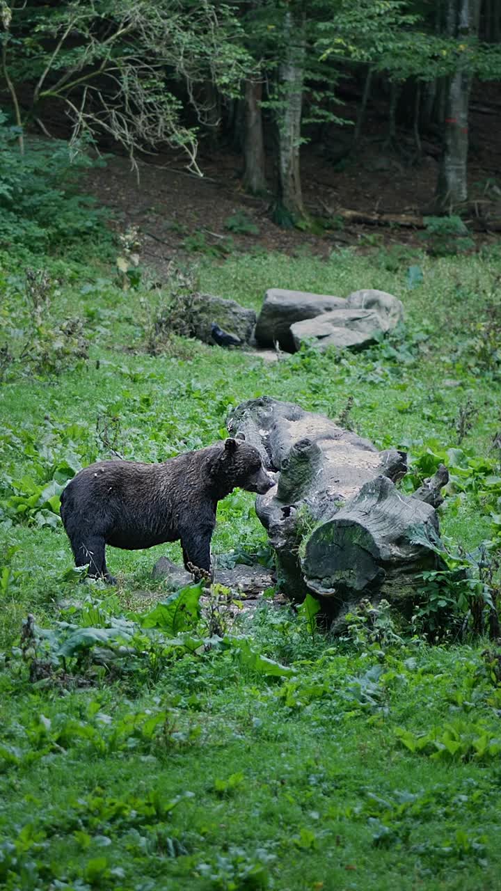 Male adult Eurasian wild brown bear eats Romanian forest wood grubs