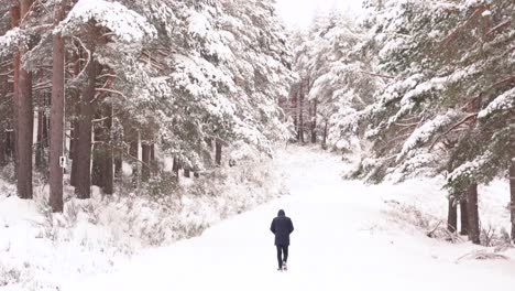 man walking between bare trees in winter nature