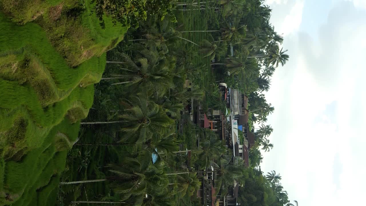 Panoramica verticale lenta delle risaie a terrazze di Tegallalang a Bali, in Indonesia, in mezzo alla giungla tropicale a Ubud.