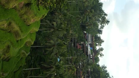 vertical slow panorama shot of the tegallalang rice terraces on bali in indonesia amidst the tropical jungle in ubud