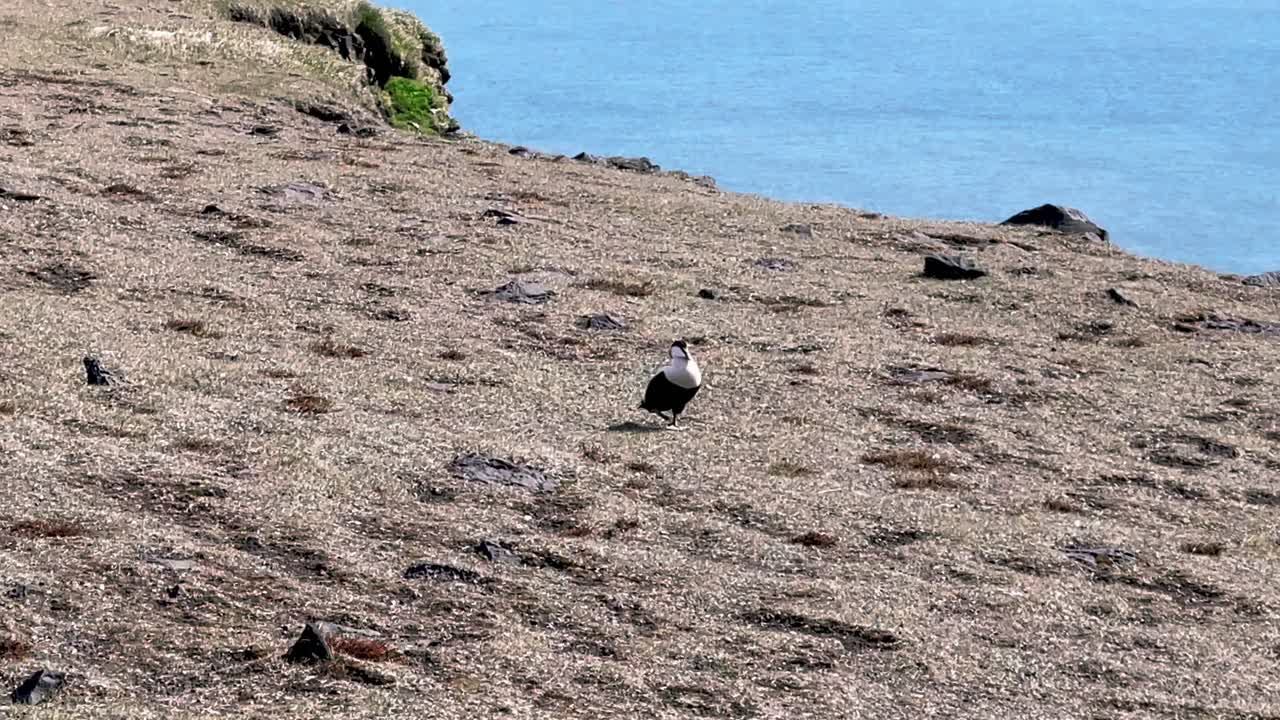 Iceland - Let Dyrh&oacute;laey's natural grandeur captivate your imagination as you witness the raw beauty of Iceland's southern coast, a haven for seabirds and a symbol of Iceland's untamed spirit