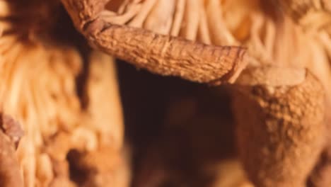 macro video of dry mushrooms rotating in a circle dry mushrooms macro photography of dry mushrooms rotating in a circle dry mushrooms video