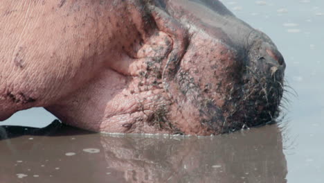 hippo's mouth in muddy water, yellow-billed stork feeding on fish in background