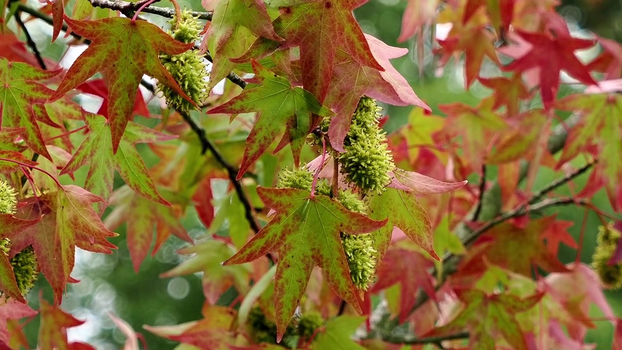 Liquidambar 'Worplesdon', albero deciduo di medie-grandi dimensioni con foglie a forma di stella rosse e verdi e capsule spinose in autunno.