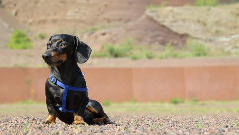 disparo estático de cerca de dachshund en miniatura en correa azul sentado y mirando a su alrededor