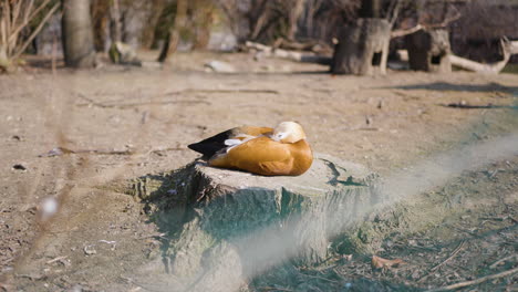 а duck tries to sleep in the early morning sunlight