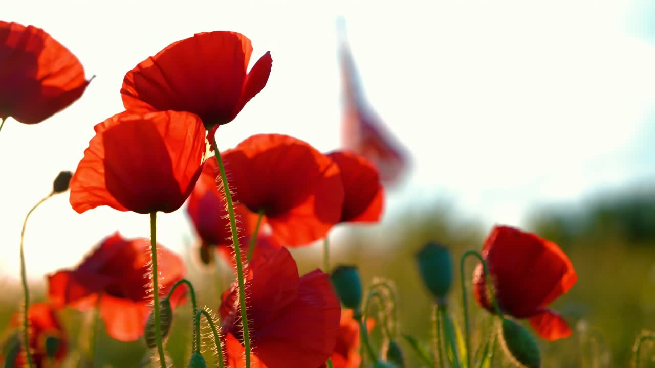 Ripresa video dal basso di papaveri vivaci con una bandiera americana sfocata sullo sfondo