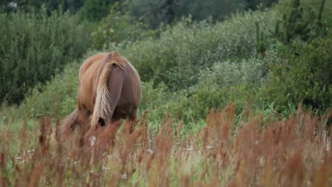 beautiful brown horse grazing on a field with grass in foreground and trees in background