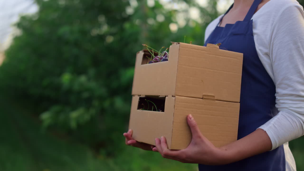 체리 수확 바구니를 들고 있는 정원사. 베리 수확과 함께  ⁇ 고 있는 여성 농부.