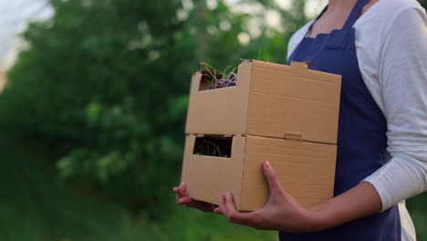 jardiner que sostiene una canasta de cosecha de cerezas. mujer agricultora caminando con la cosecha de bayas.