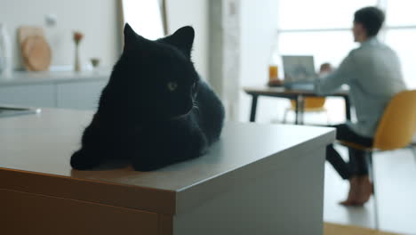 black cat in a cozy home office