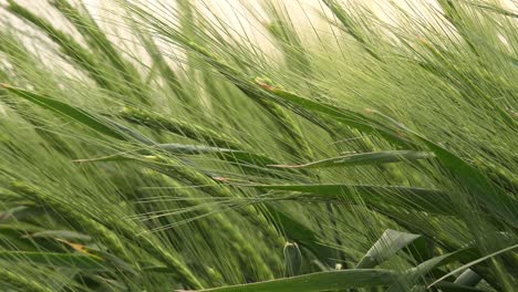 Green-unripe-barley-crops-in-cultivated-field