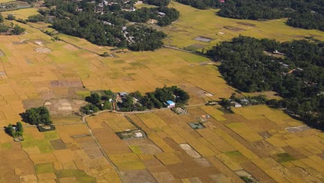 Wunderbare-Drohnensicht-Aus-Der-Luft-Auf-Das-Reisfeld-Während-Der-Erntezeit,-Sylhet