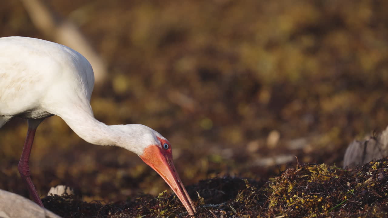 White Ibis Feeding on Worms in Beach Seaweed 8