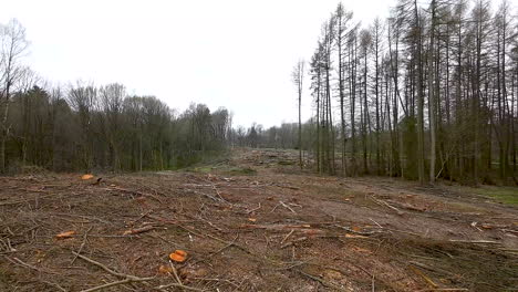 deforested clearcut area in remote woods, habitat destruction. aerial dolly