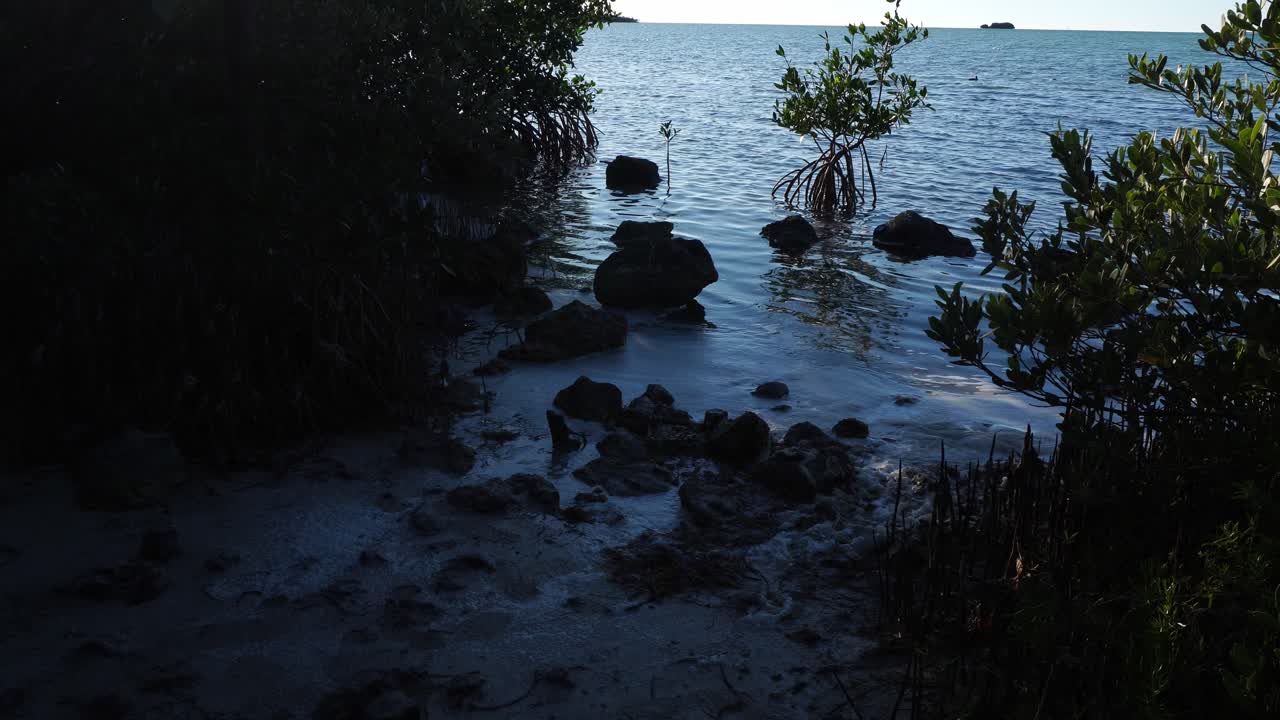 Kallioinen mangrove-ranta, jossa nuoret tukijuuriset puut kasvavat tyynessä vedessä, kehystettynä tummilla etualan varjoilla ja kirkkaalla auringonvalon valaisemalla horisontilla.