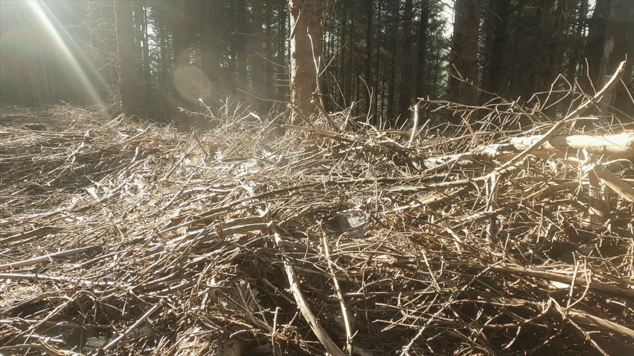 아침 햇살에 거미줄로 덮인 마른 나뭇가지 더미