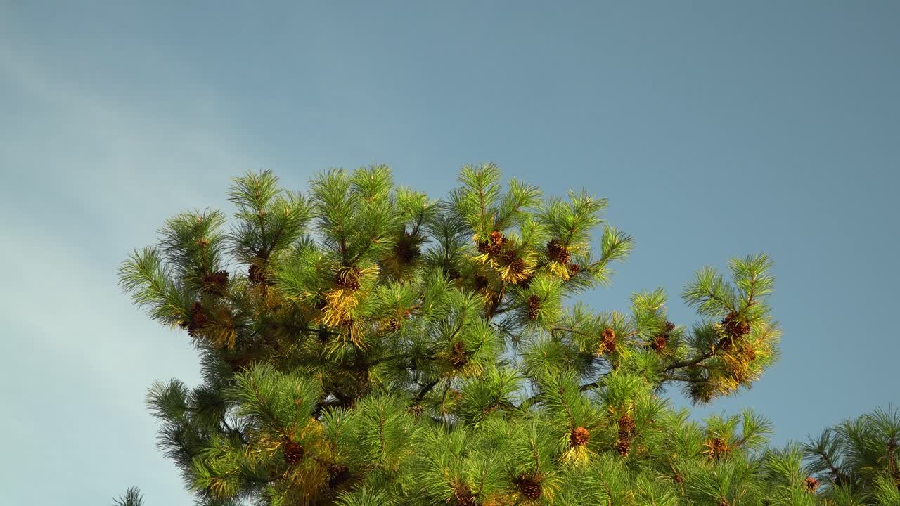 가을 클로즈업 서울대공원 정원에 있는 한국 소나무