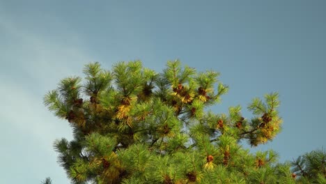 korean pine tree in the garden of seoul grand park in autumn close-up