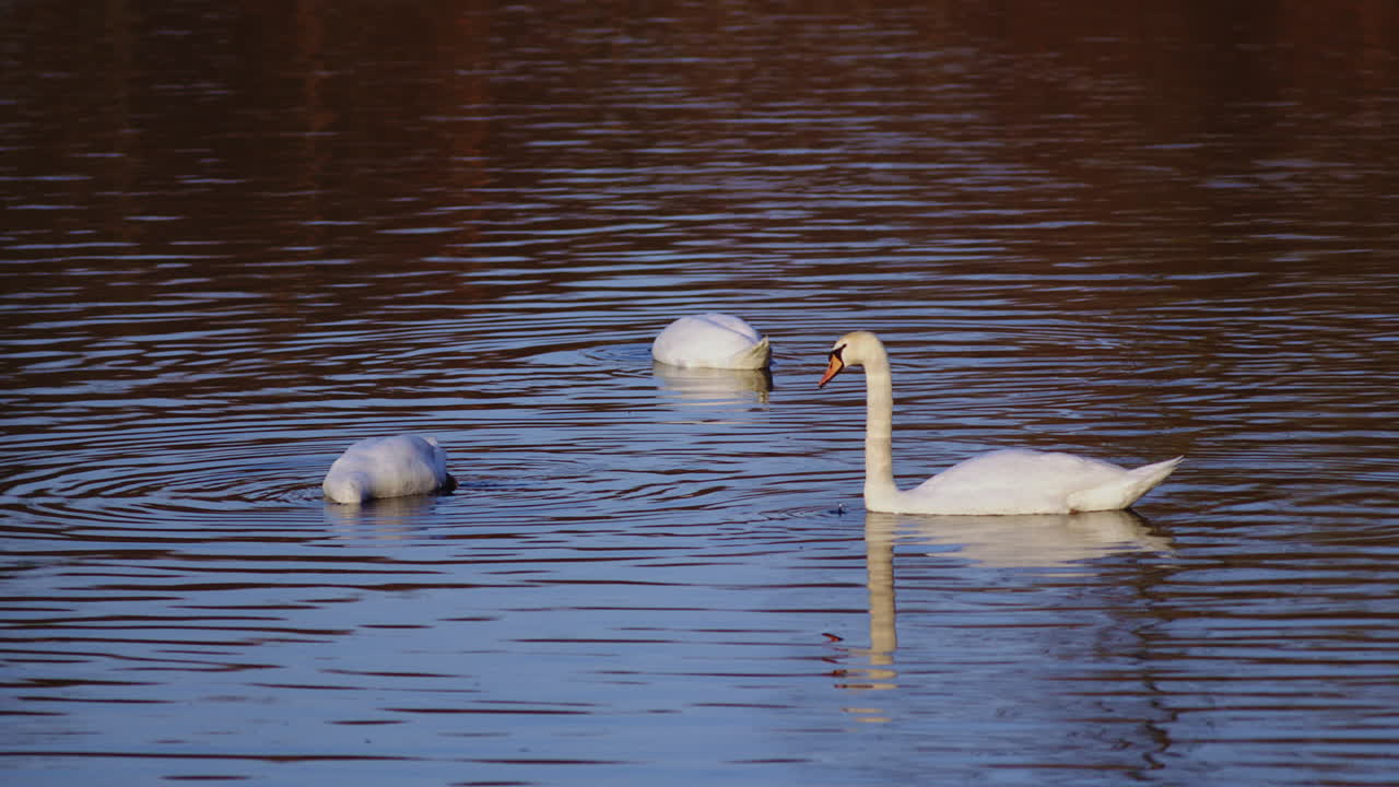 Slow-motion drone shot of swans gliding across a still pond in the morning light