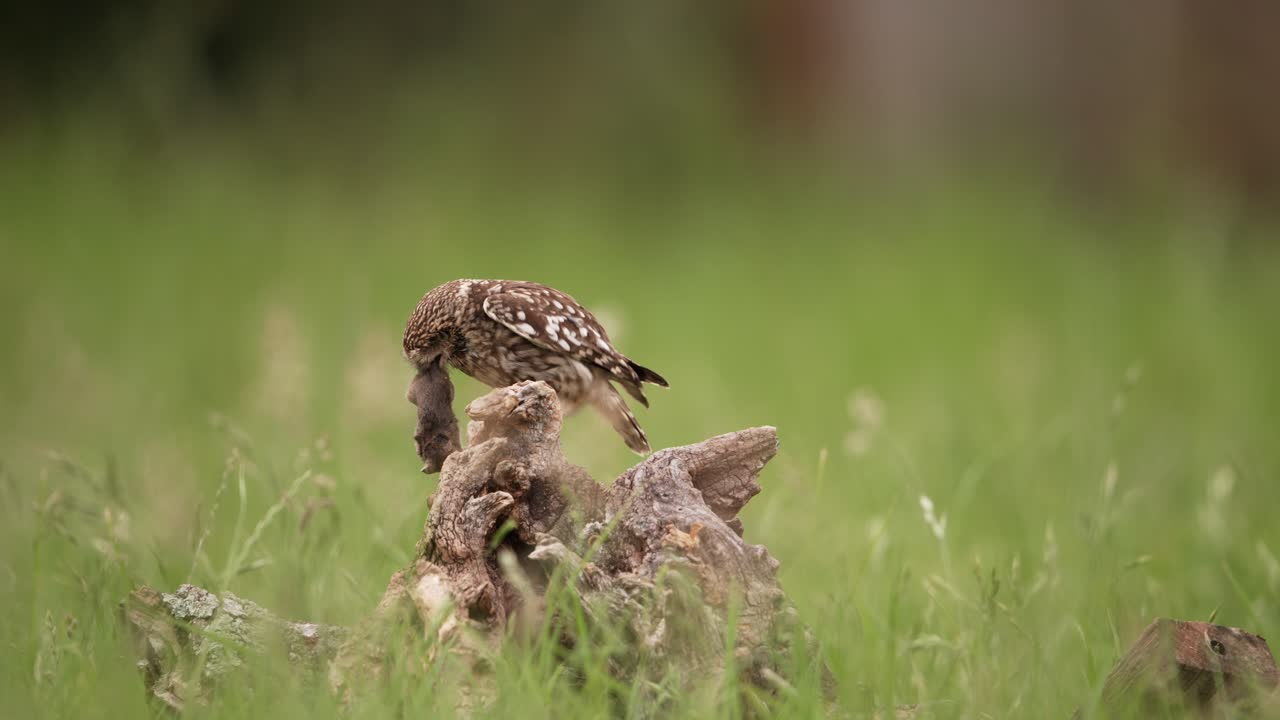 Little Owl on wooden stump in meadow jumps down to catch mouse in its talons