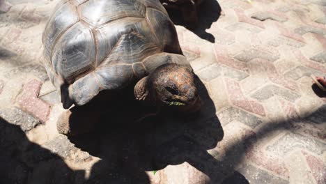 Joven-Tortuga-Gigante-Aldabra-En-La-Isla-Prisión-En-Zanzíbar,-Tanzania-áfrica,-Mirando-Hacia-Abajo-Tiro