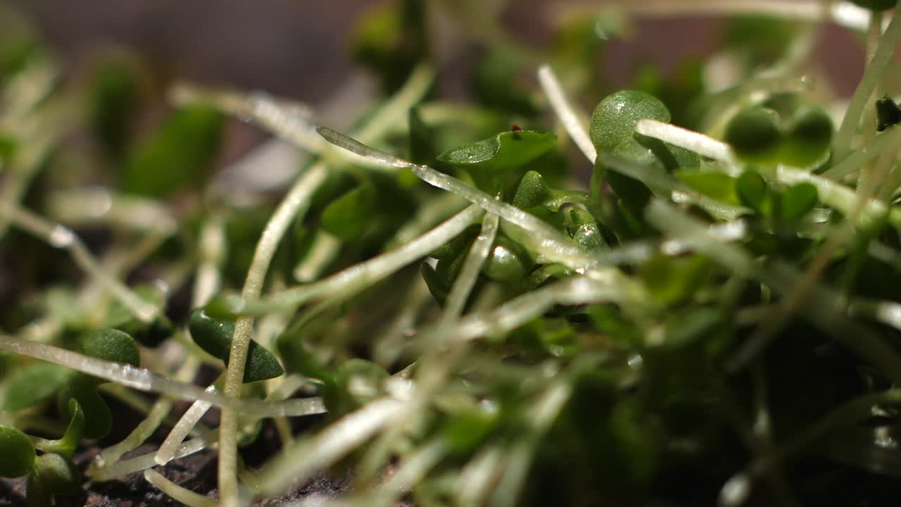 primer plano de las microgreenes