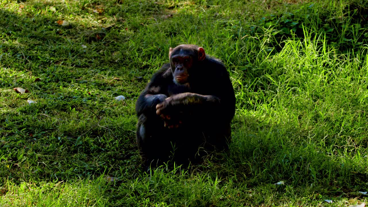 el chimpancé africano (pan troglodytes) en busca de comida en uganda.