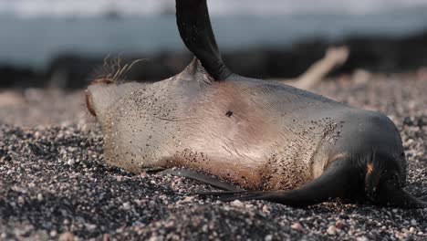 Seelöwe,-Der-Während-Des-Sonnenuntergangs-Herumspielt-Und-Sich-Den-Rücken-Kratzt