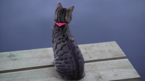 gato tabby se sienta y mira a su alrededor en el muelle de madera en el fondo de un estanque