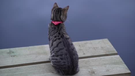 tabby cat sits and looks around on wooden pier on the background of a pond