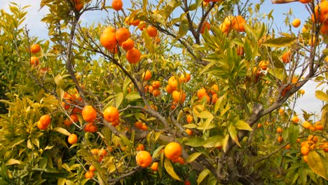 bunch of vibrant ripe mandarin oranges ready for harvest hanging on a tree in the orchard