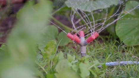 un rociador de plástico regando un parche de verduras en el jardín
