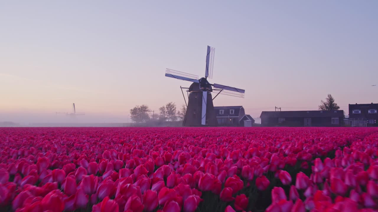 Veduta aerea di Noordwijkerhout con Hogeveensemolen, tulipani e un mulino a vento, che mostra uno splendido paesaggio rurale nei Paesi Bassi.