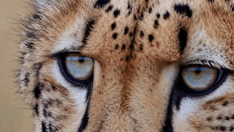 close-up of a cheetah's eyes