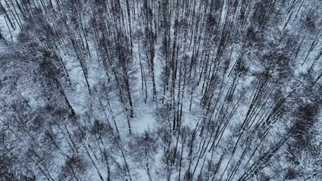 Scenic-view-In-the-winter,-leafless-trees-are-covered-in-snow-and-frost